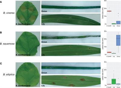 Analysis of plant cell death-inducing proteins of the necrotrophic fungal pathogens Botrytis squamosa and Botrytis elliptica